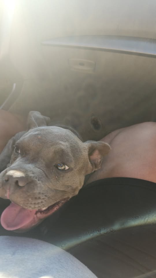 FOUND PET - Hawaii | Stolen Stuff Hawaii