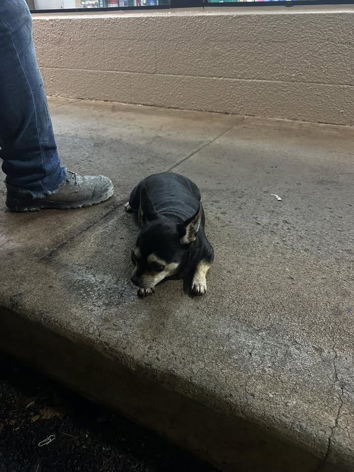 FOUND PET - Waipio 7/11 | Stolen Stuff Hawaii