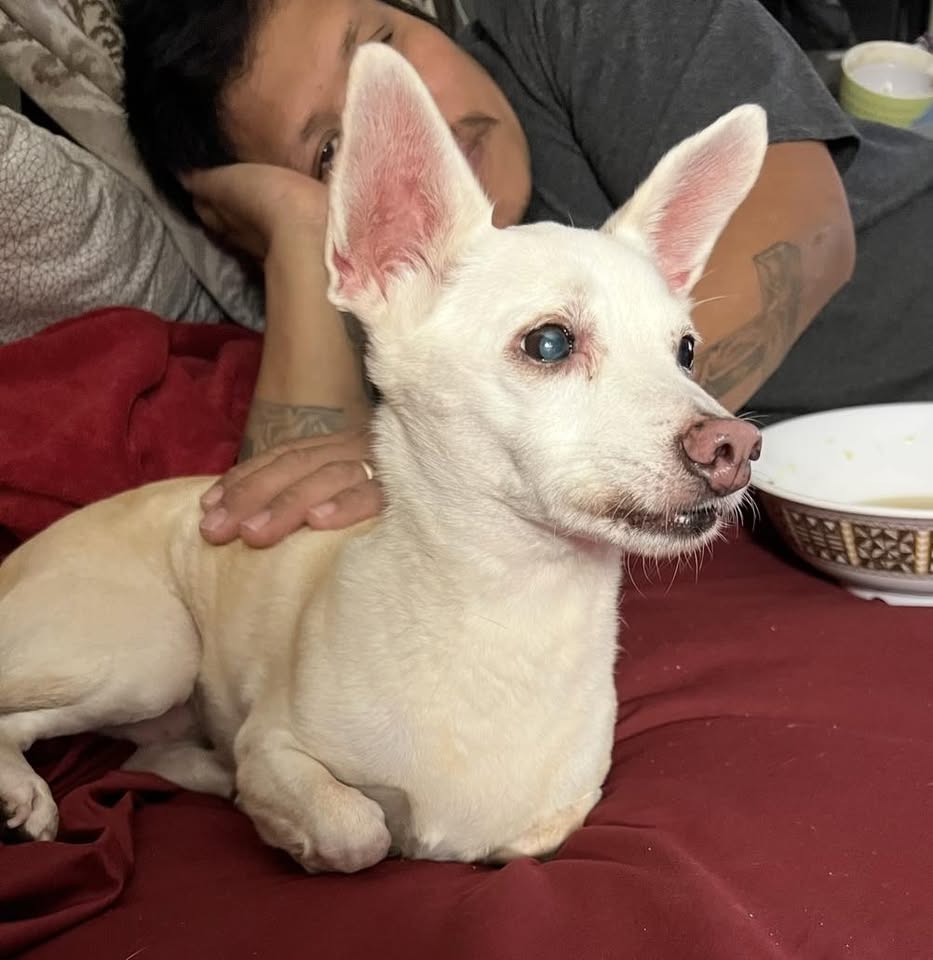 LOST PET - Hakimo Rd, Oahu | Stolen Stuff Hawaii