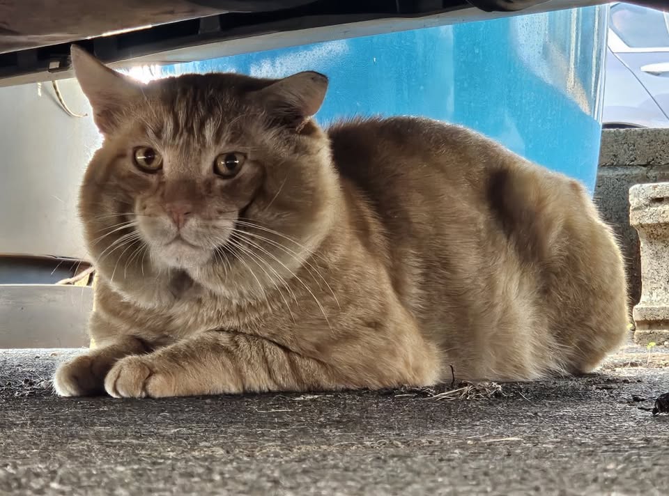 ANIMAL SIGHTING - Pearl City | Stolen Stuff Hawaii