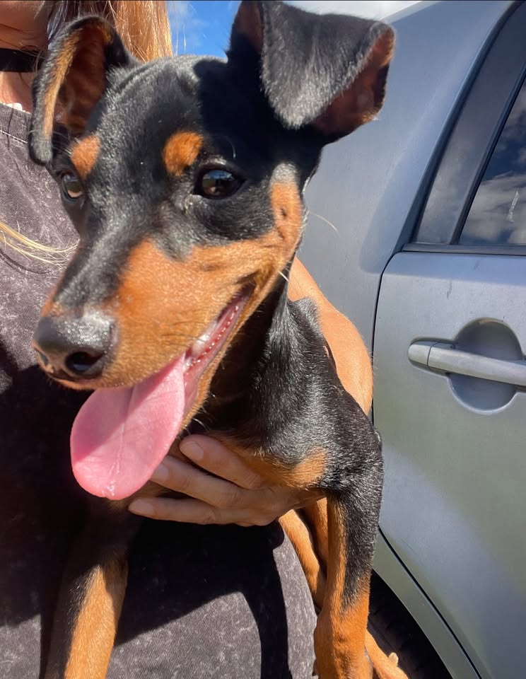 FOUND PET - Ka Uka Blvd Shell gas station, Oahu | Stolen Stuff Hawaii