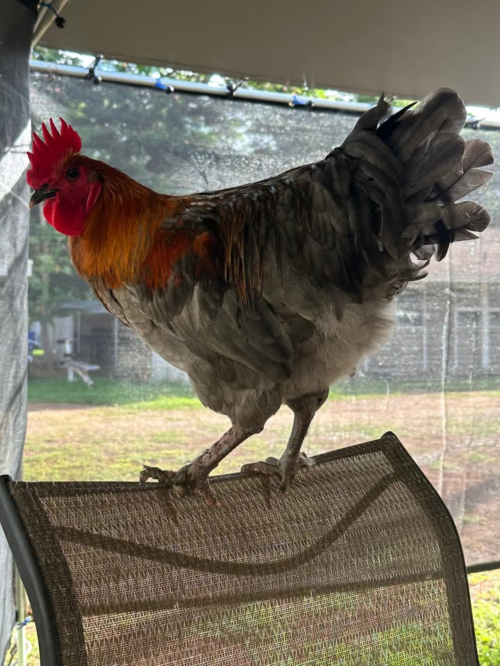 LOST PET - Ewa Beach, Oahu | Stolen Stuff Hawaii