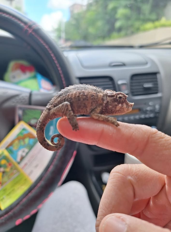 LOST PET - Swap Meet, Oahu | Stolen Stuff Hawaii