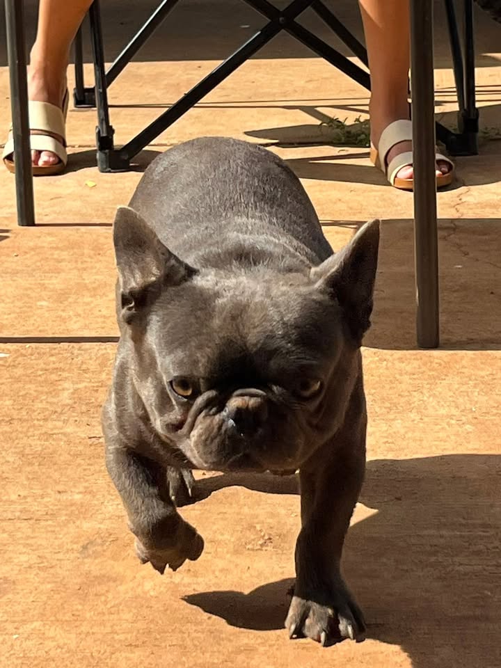 LOST PET - Kapolei, Oahu | Stolen Stuff Hawaii
