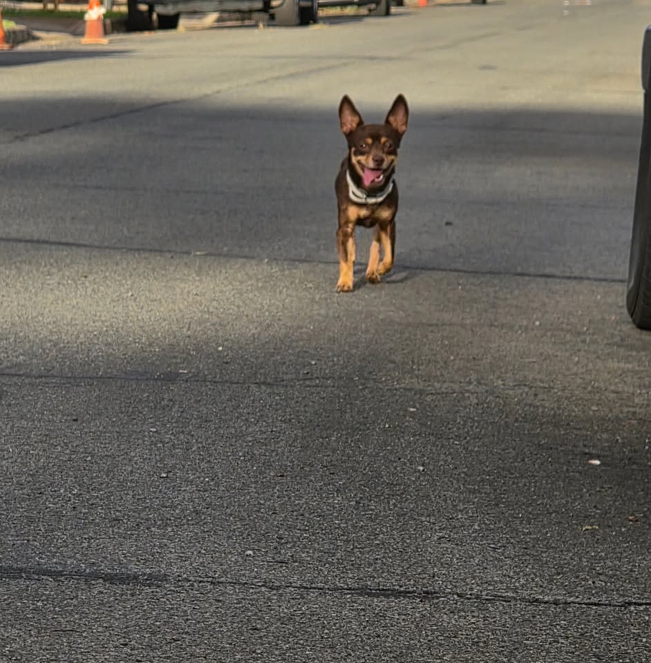 ANIMAL SIGHTING - Waipio Gentry, Waipahu, Oahu | Stolen Stuff Hawaii