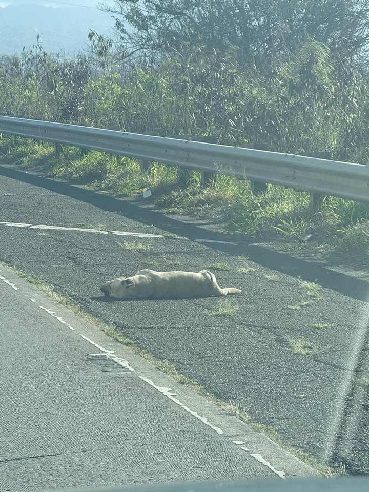 ANIMAL SIGHTING - Fort Weaver Road, headed east, Hawaii | Stolen Stuff Hawaii