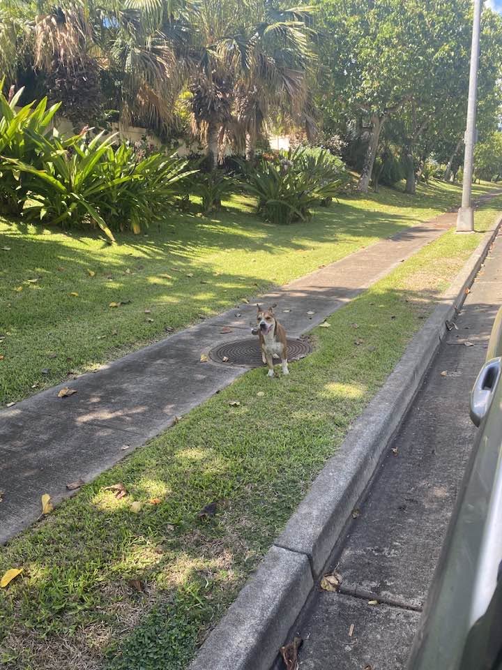 ANIMAL SIGHTING - Mawa Street, Royal Kunia | Stolen Stuff Hawaii