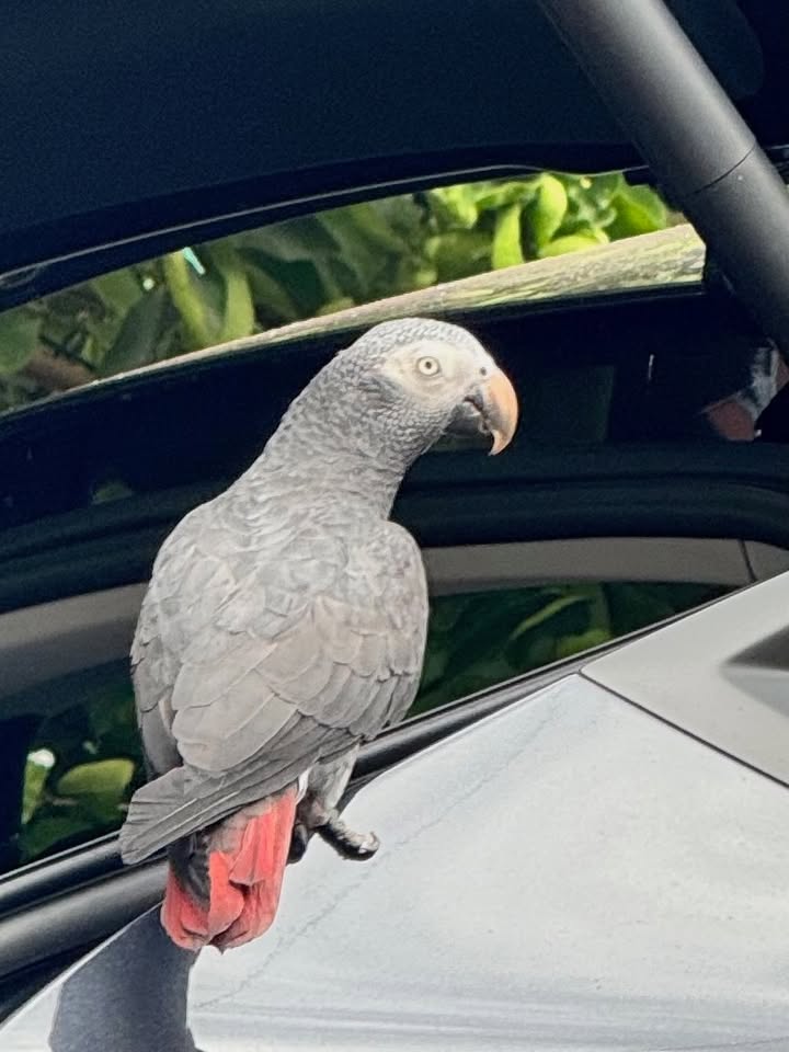 LOST PET - Kaimuki area, Honolulu, Oahu | Stolen Stuff Hawaii