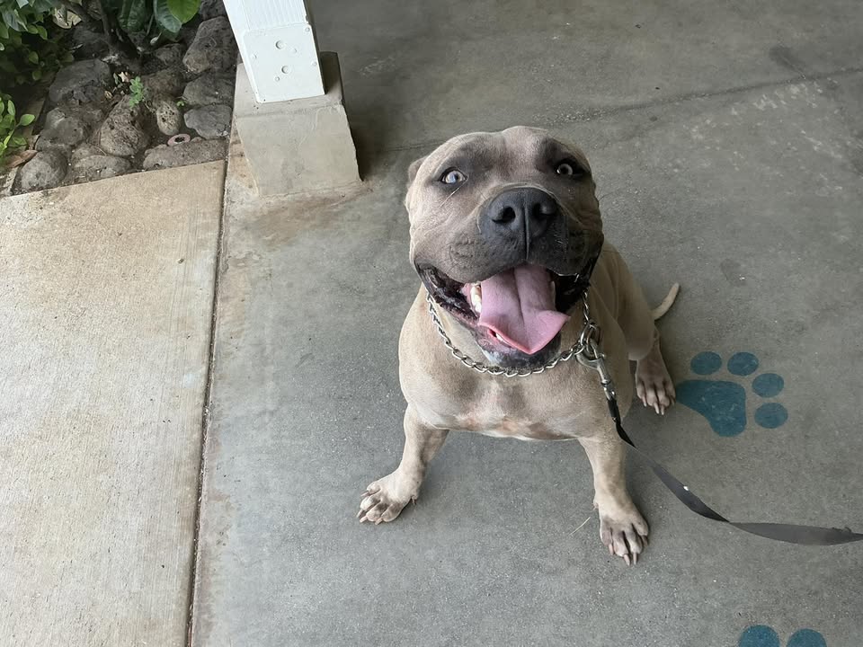 FOUND PET - Kolowaka Street, Ewa Beach | Stolen Stuff Hawaii