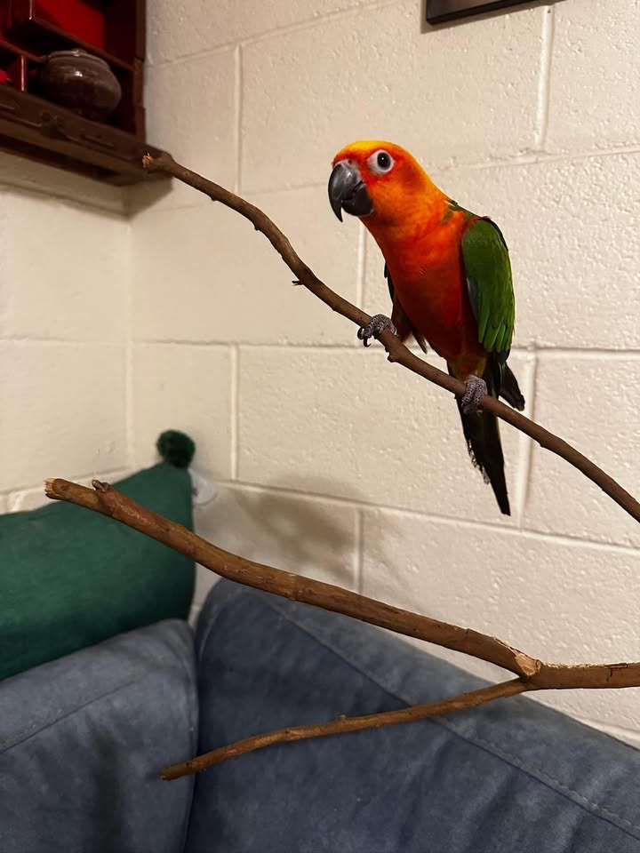 LOST PET - Piikoi and Lunalilo, Honolulu, Oahu | Stolen Stuff Hawaii