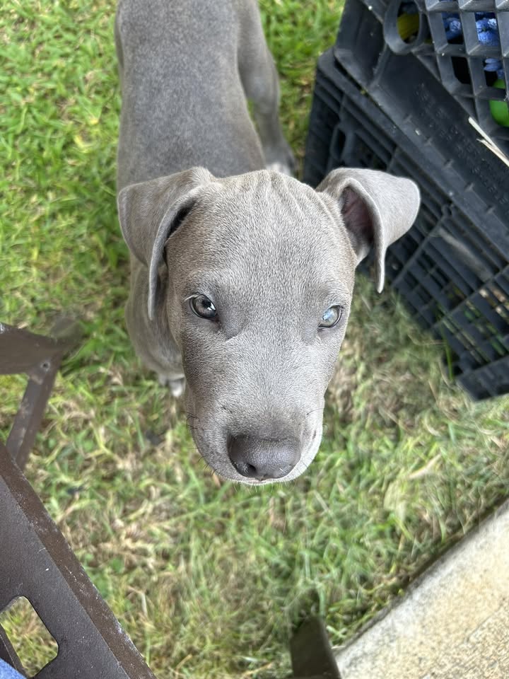 LOST PET - Makalapa Manor Apartments, Halawa, Oahu | Stolen Stuff Hawaii