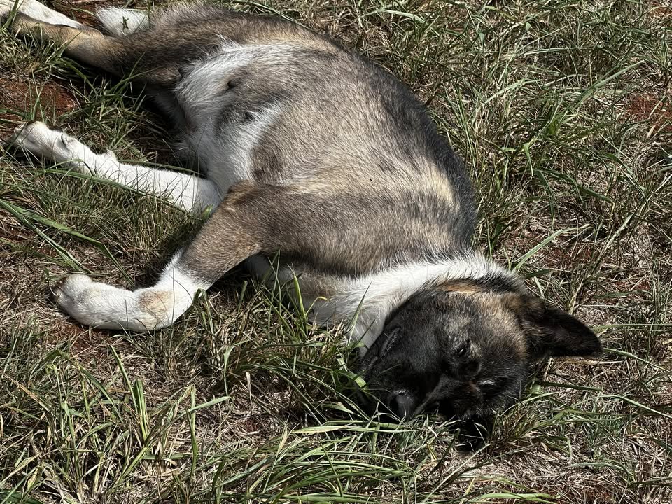 ANIMAL SIGHTING - Wahiawa | Stolen Stuff Hawaii