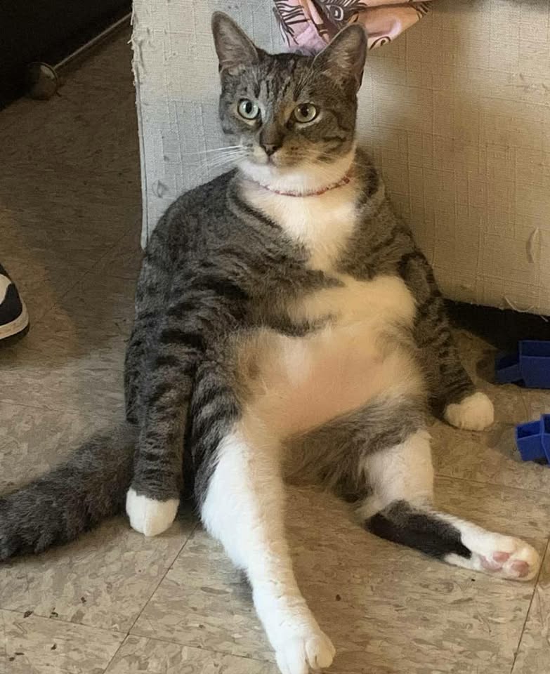 LOST PET - Alii Manor apartment perimeter, Waipahu | Stolen Stuff Hawaii