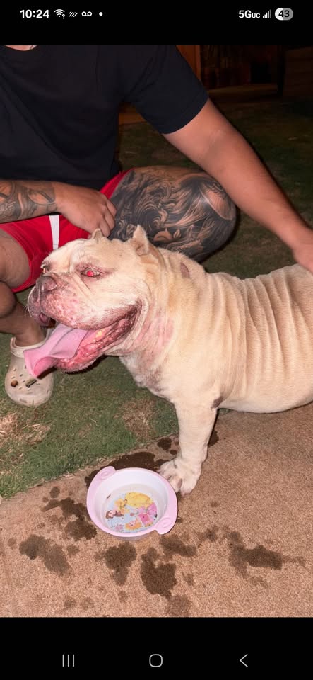 FOUND PET - Kapolei, malanai area | Stolen Stuff Hawaii