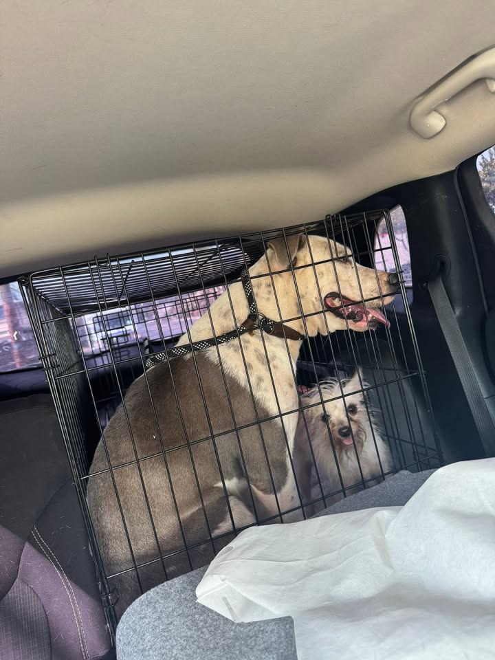 FOUND PET - Waianae, Oahu | Stolen Stuff Hawaii