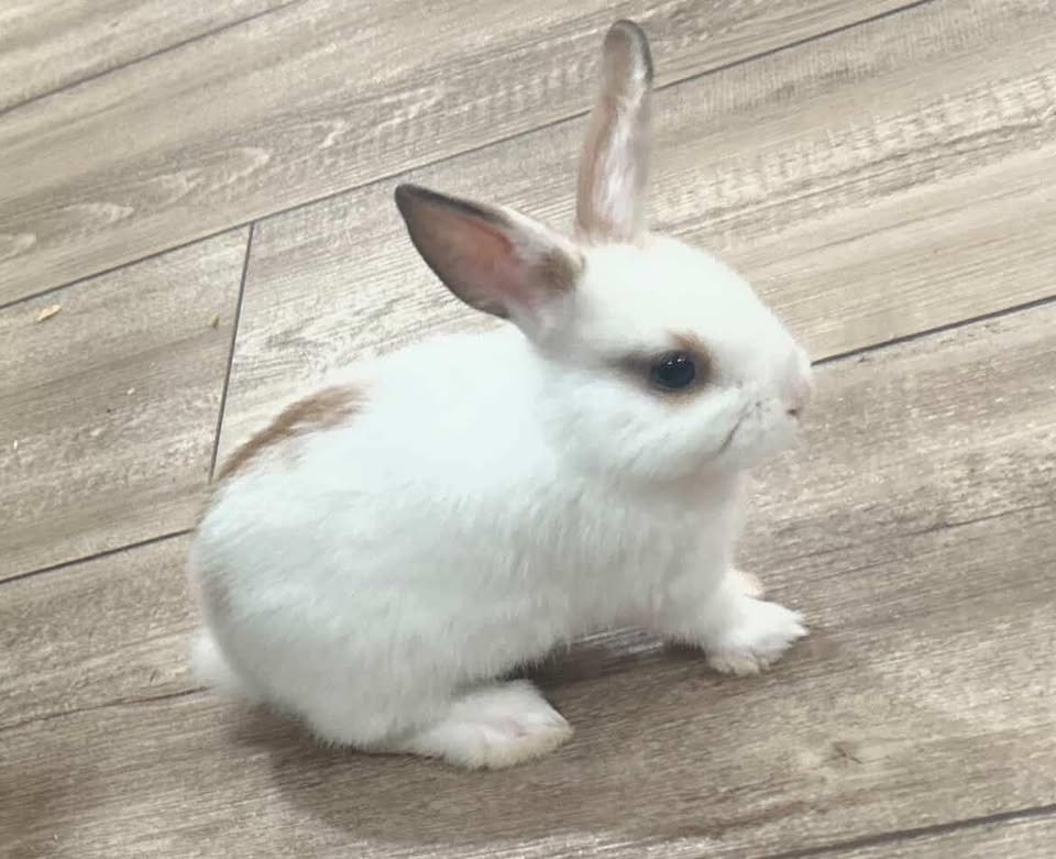 LOST PET - Ewa Beach (near Safeway) | Stolen Stuff Hawaii