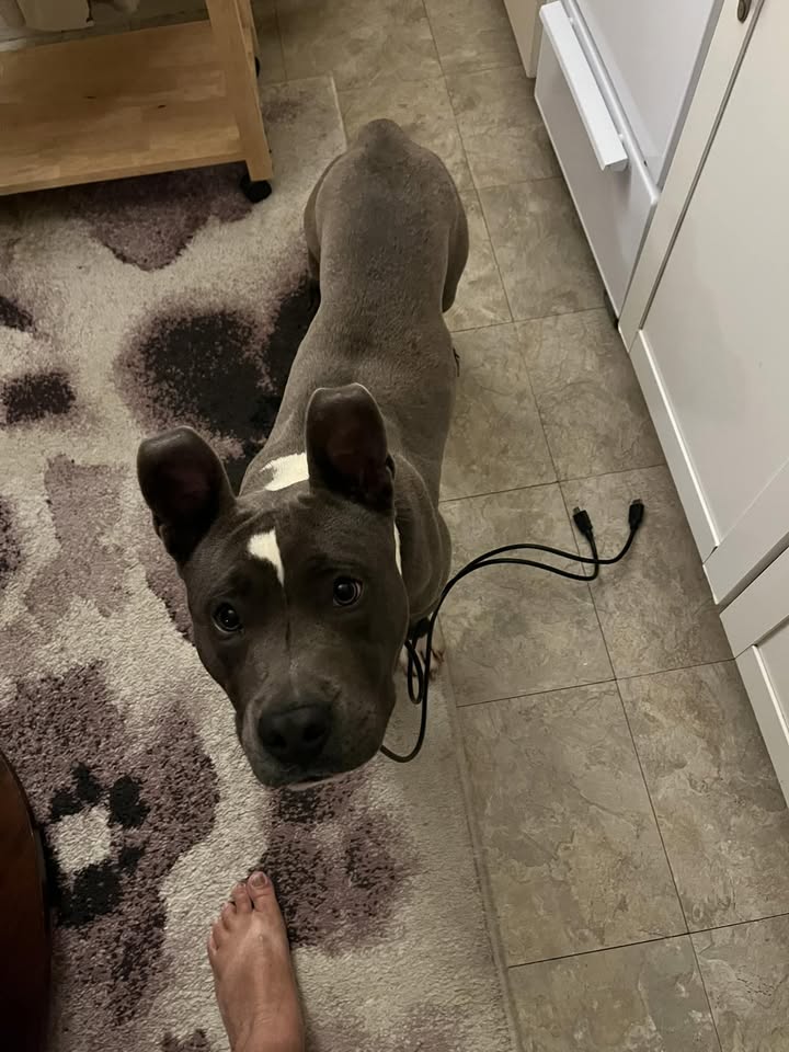 FOUND PET - Kilani Avenue, Wahiawa | Stolen Stuff Hawaii