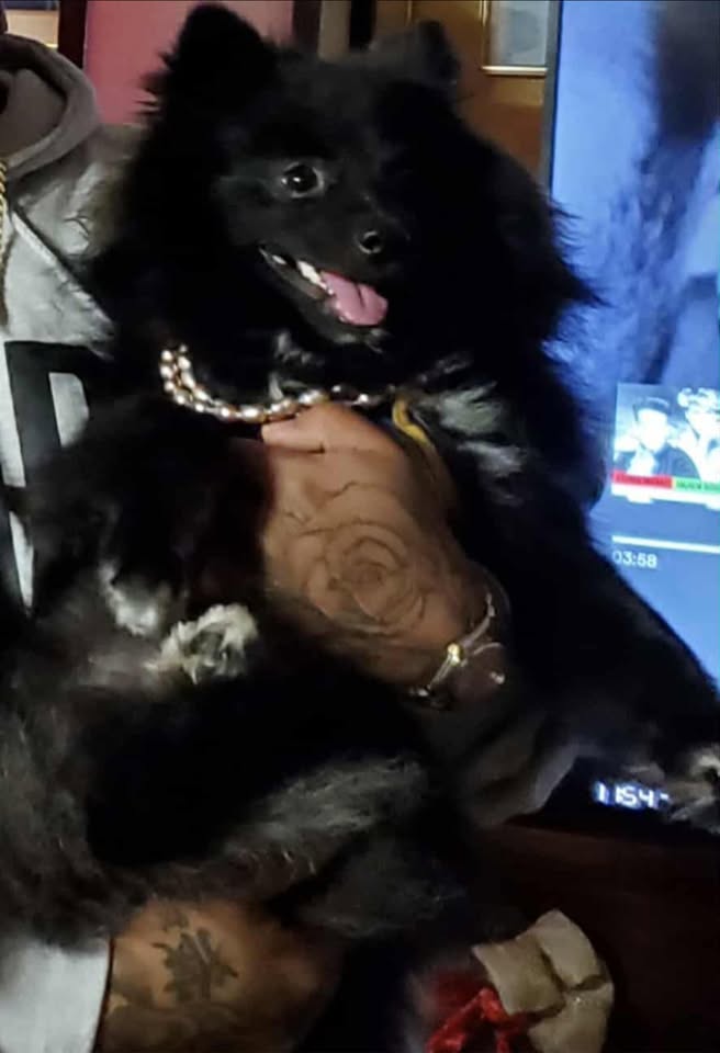 LOST PET - Maikai Place and Maikai Street, Waipahu | Stolen Stuff Hawaii