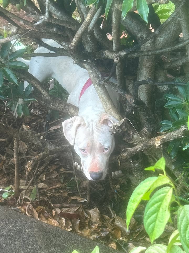 LOST PET - HOOHEKE ST, Pearl City, Oahu | Stolen Stuff Hawaii