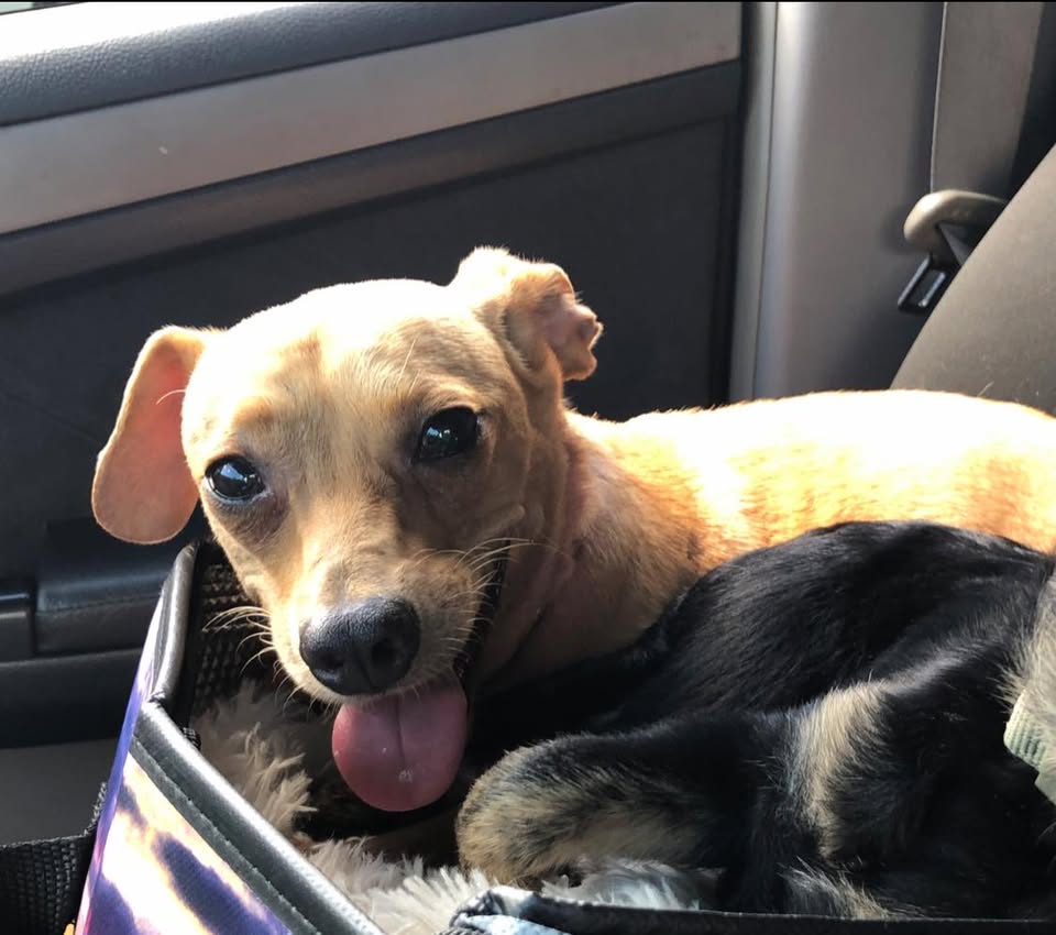 LOST PET - Windward Mall, Kaneohe, Oahu | Stolen Stuff Hawaii