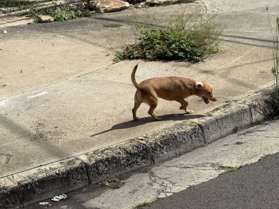 ANIMAL SIGHTING - Kalihi Street and Silva Street, Honolulu | Stolen Stuff Hawaii