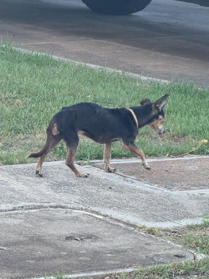 ANIMAL SIGHTING - Hawaiian Homes neighborhood of Malu’ohai, Koanimakani St. | Stolen Stuff Hawaii