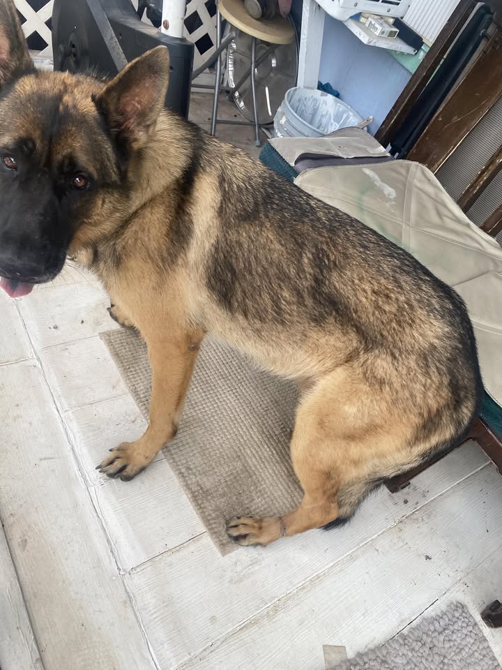 FOUND PET - Hakimo and Farrington, Oahu | Stolen Stuff Hawaii