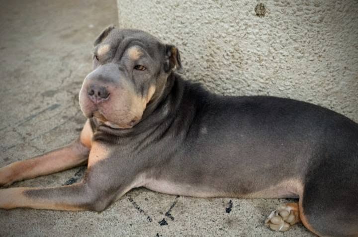 LOST PET - Unknown | Stolen Stuff Hawaii