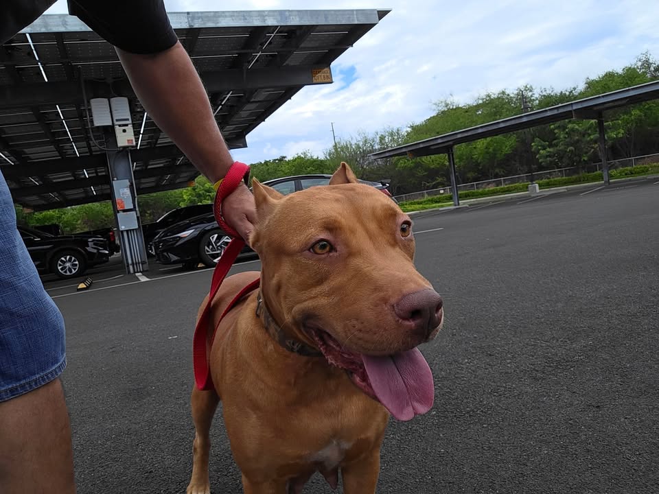 FOUND PET - Ewa Humane Society, Ewa Beach, Oahu | Stolen Stuff Hawaii
