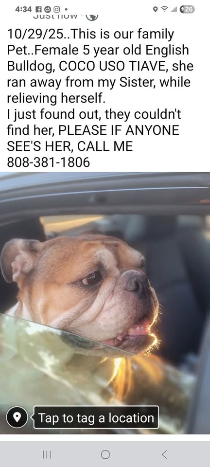 FOUND PET - Kalihi/Palama area, Honolulu, Oahu | Stolen Stuff Hawaii