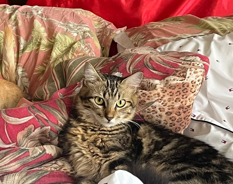 LOST PET - Kahuhipa Street, Kaneohe, Oahu | Stolen Stuff Hawaii