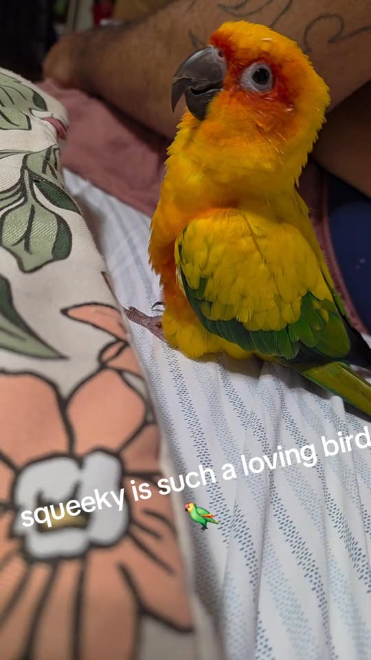 LOST PET - Waianae Valley Road, Waianae | Stolen Stuff Hawaii