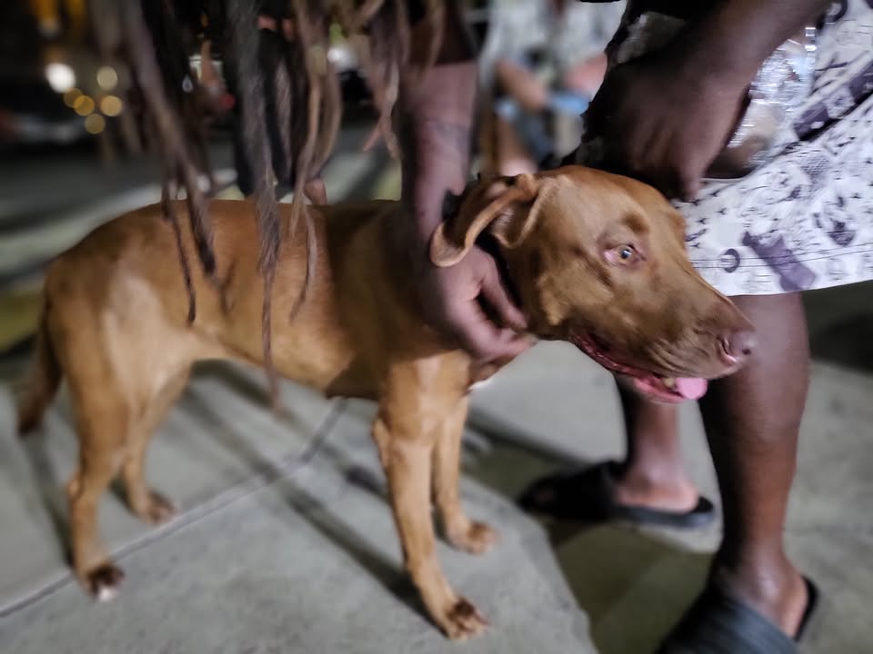 FOUND PET - Kumuhonua Transitional Shelter, Barbers Point | Stolen Stuff Hawaii