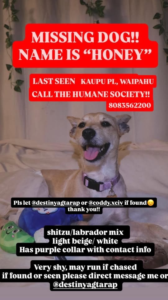 LOST PET - Hawaii | Stolen Stuff Hawaii