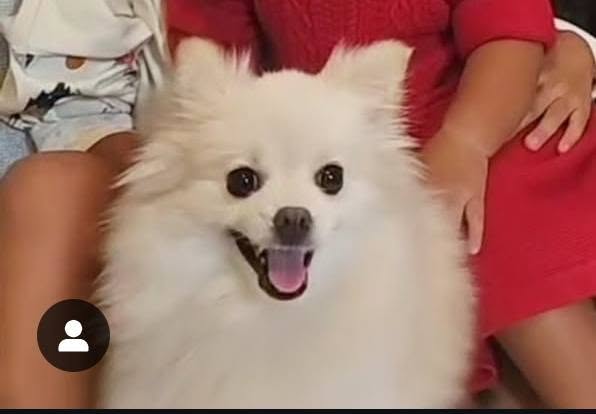 LOST PET - Walmart Kunia, Oahu | Stolen Stuff Hawaii