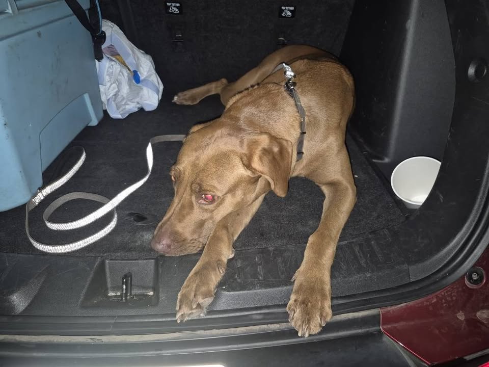 FOUND PET - Barber's Point, Kapolei/Ewa Beach area, Oahu | Stolen Stuff Hawaii