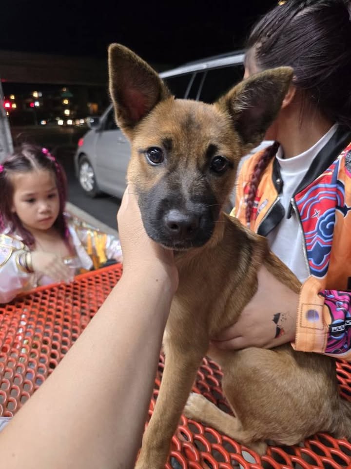 FOUND PET - Leeward Drive-In, Waipahu, Oahu | Stolen Stuff Hawaii