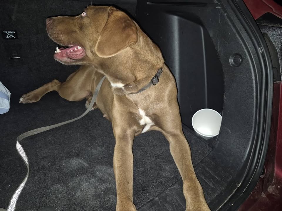 FOUND PET - Barber's Point area, Oahu | Stolen Stuff Hawaii