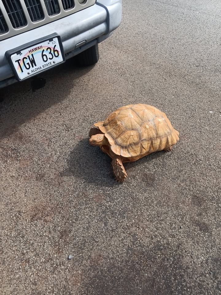 ANIMAL SIGHTING - 12th and Kilauea Street, Hawaii | Stolen Stuff Hawaii