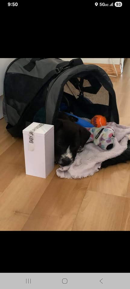 LOST PET - Kapolei area | Stolen Stuff Hawaii
