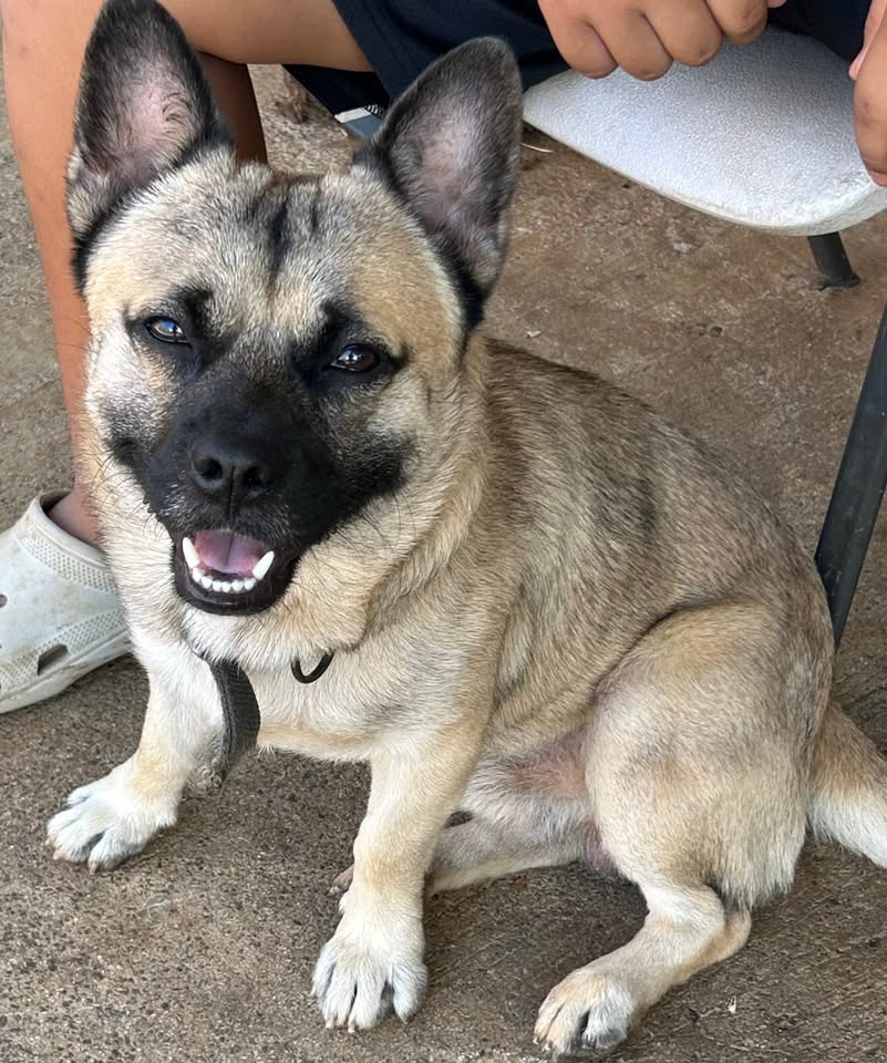 FOUND PET - Waipahu, Oahu | Stolen Stuff Hawaii