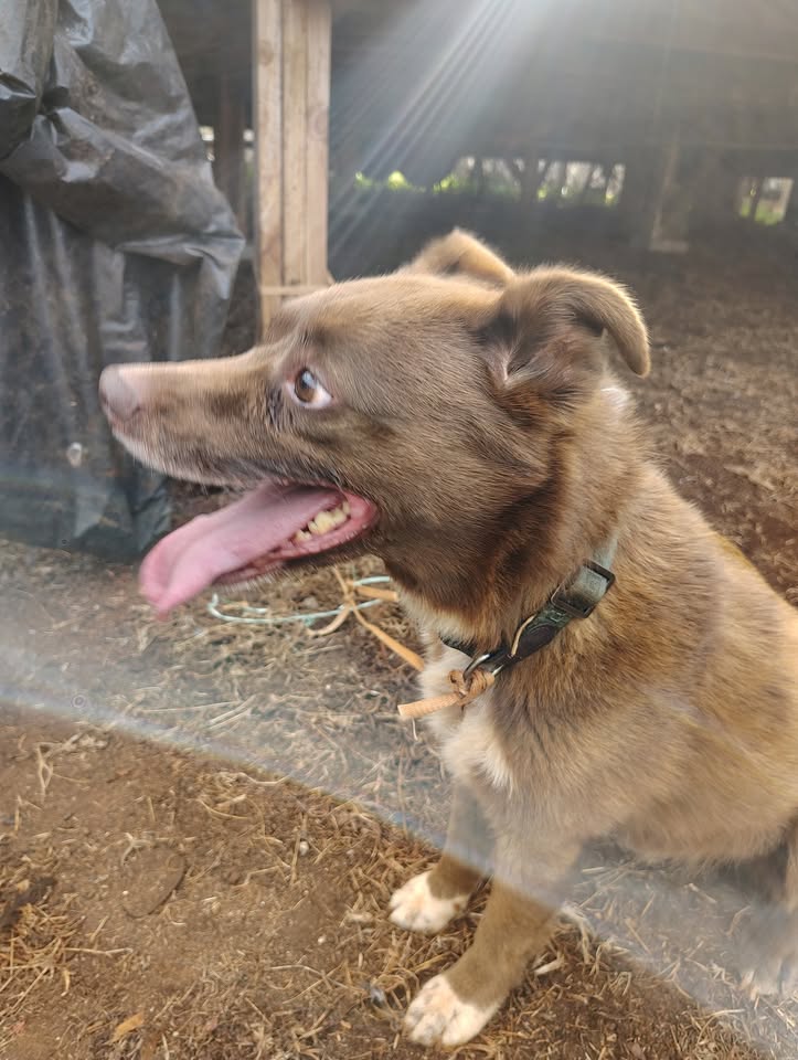 FOUND PET - Helemano military job site, Oahu | Stolen Stuff Hawaii