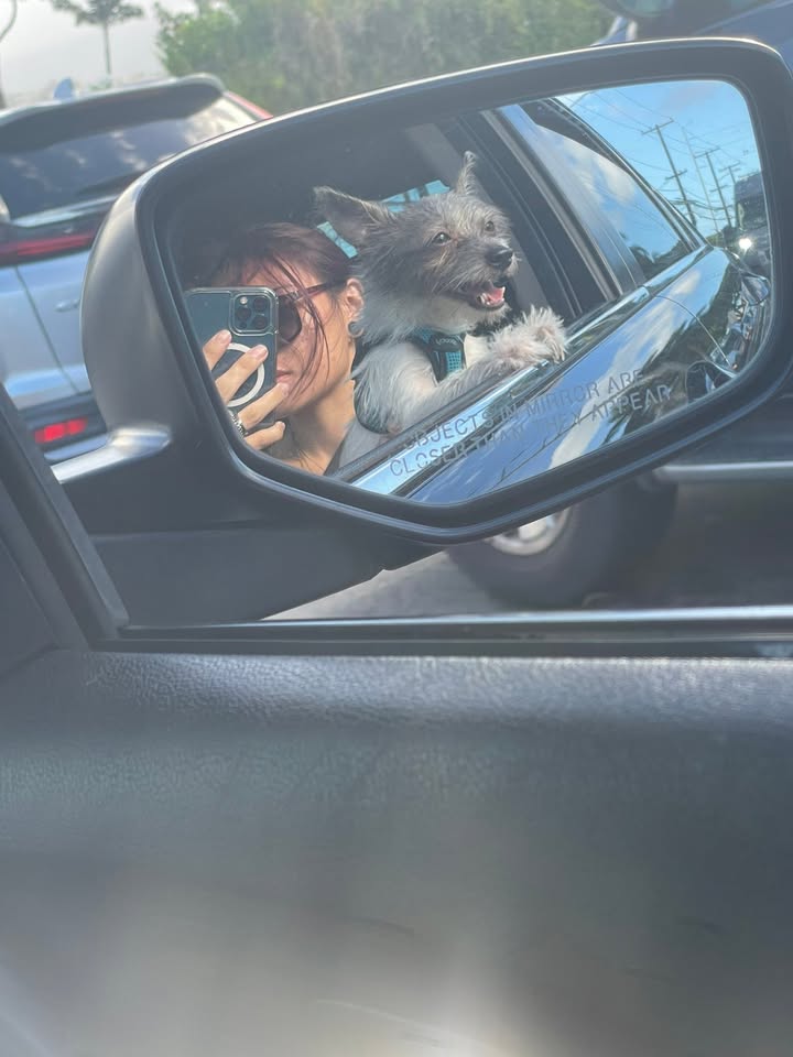 LOST PET - Hausten Street, Mccully, Oahu | Stolen Stuff Hawaii