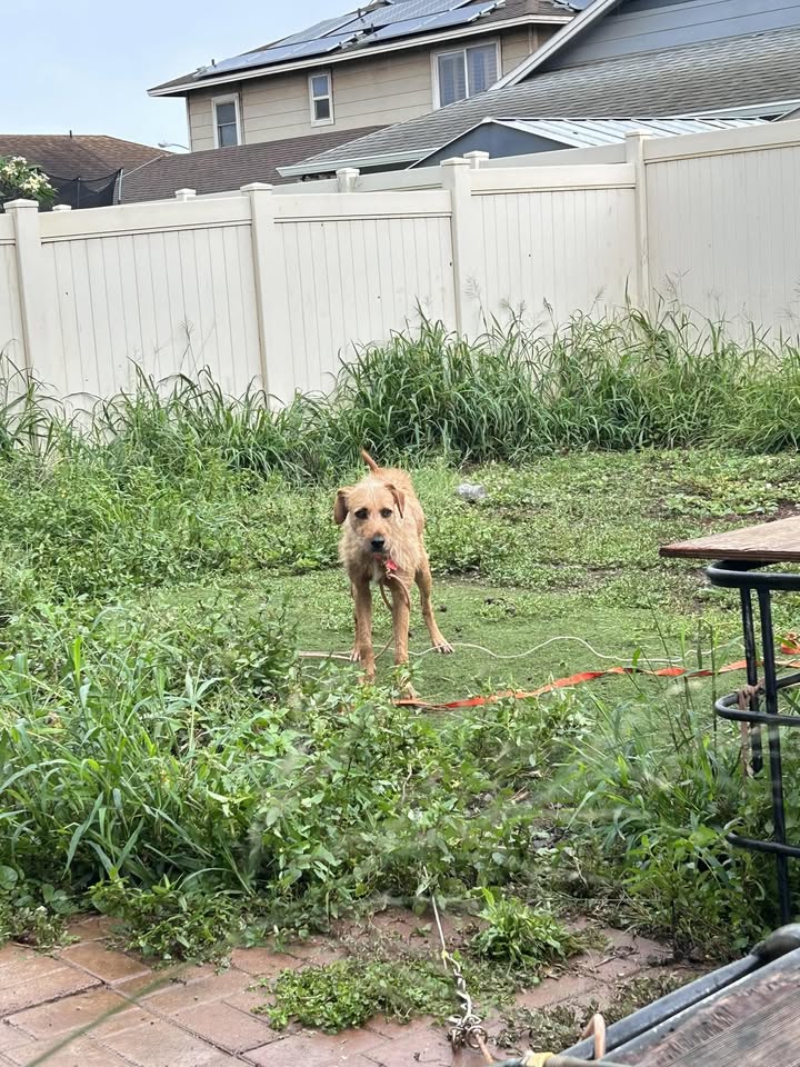 LOST PET - Moanalua Trail, Oahu | Stolen Stuff Hawaii