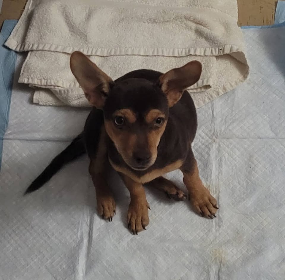 FOUND PET - Hawaii | Stolen Stuff Hawaii