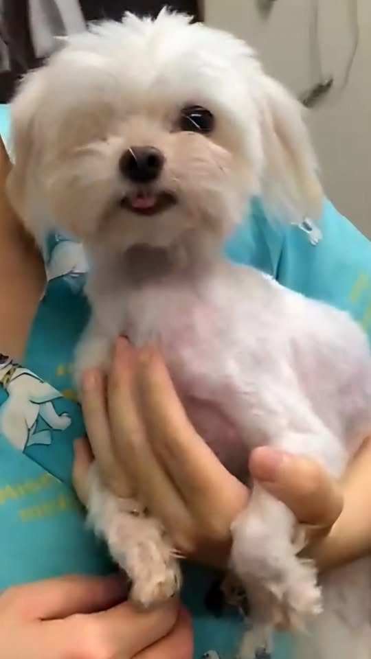 LOST PET - Kalihi Valley Area, Honolulu, Oahu | Stolen Stuff Hawaii