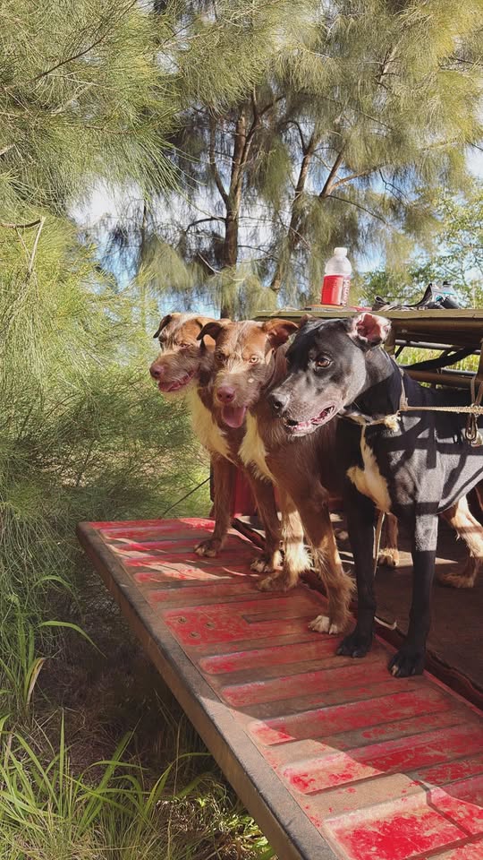 LOST PET - Lualualei area, Oahu | Stolen Stuff Hawaii