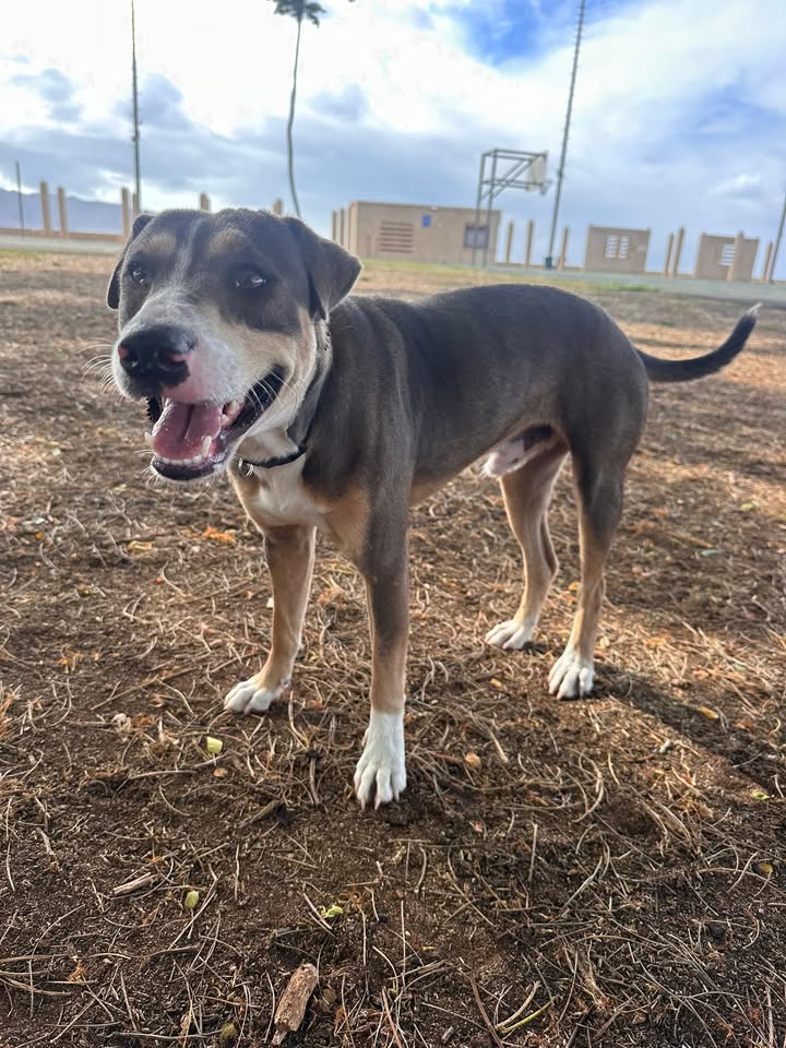 ANIMAL SIGHTING - Haleiwa Beach Park, Haleiwa, Oahu | Stolen Stuff Hawaii