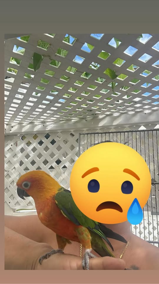 LOST PET - Hawaii | Stolen Stuff Hawaii