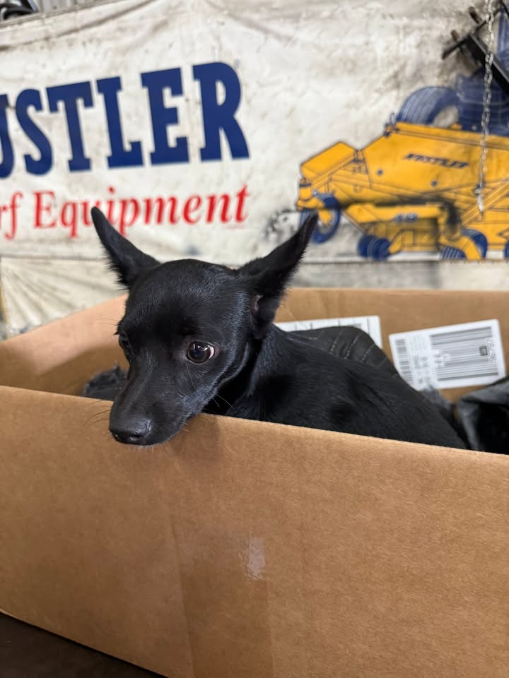 FOUND PET - Waipahu industrial area, Oahu | Stolen Stuff Hawaii